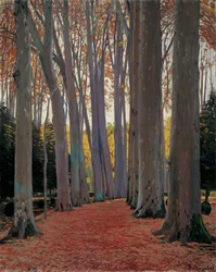 Viale di platani